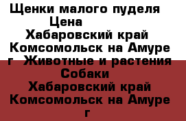 Щенки малого пуделя › Цена ­ 5 000 - Хабаровский край, Комсомольск-на-Амуре г. Животные и растения » Собаки   . Хабаровский край,Комсомольск-на-Амуре г.